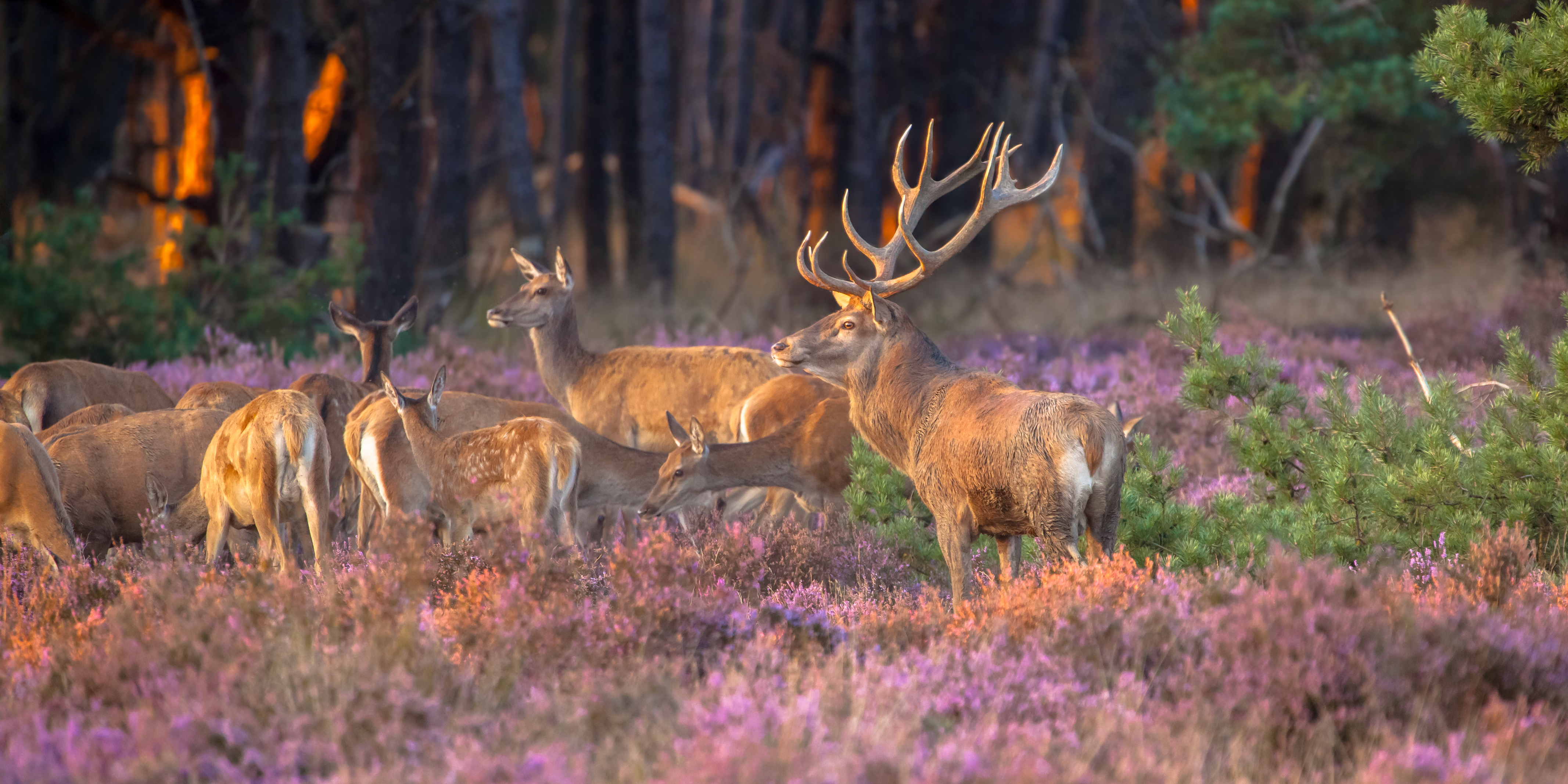 iStock-490717382.jpg